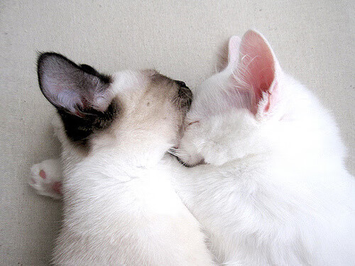 中超比赛数据解读精准度模型,中超竞赛规则