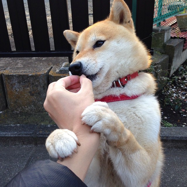 全国女子自由式摔跤赛辽宁姑娘夺金,女子自由式摔跤世界冠军