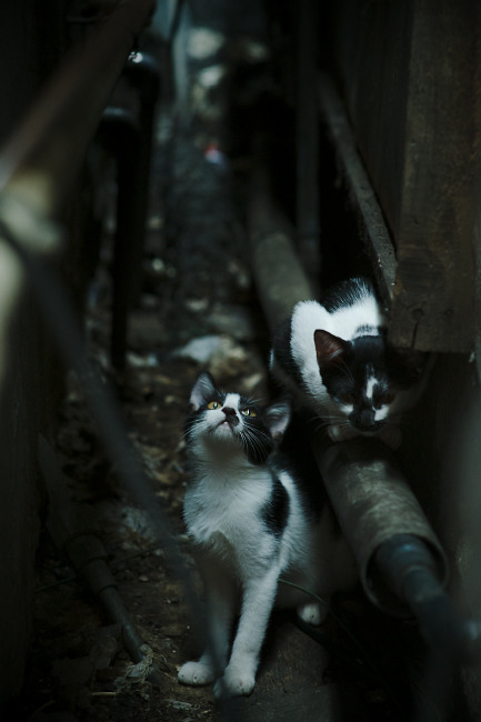 开云体育登录入口-三年对比：中美女子200蝶成绩走势图，中国女子两百米蝶泳