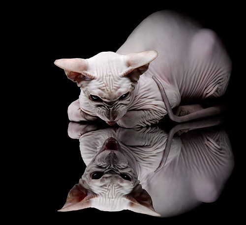 体育新闻中心上线体育类原创内容版权保护机制,专业的体育新闻网站