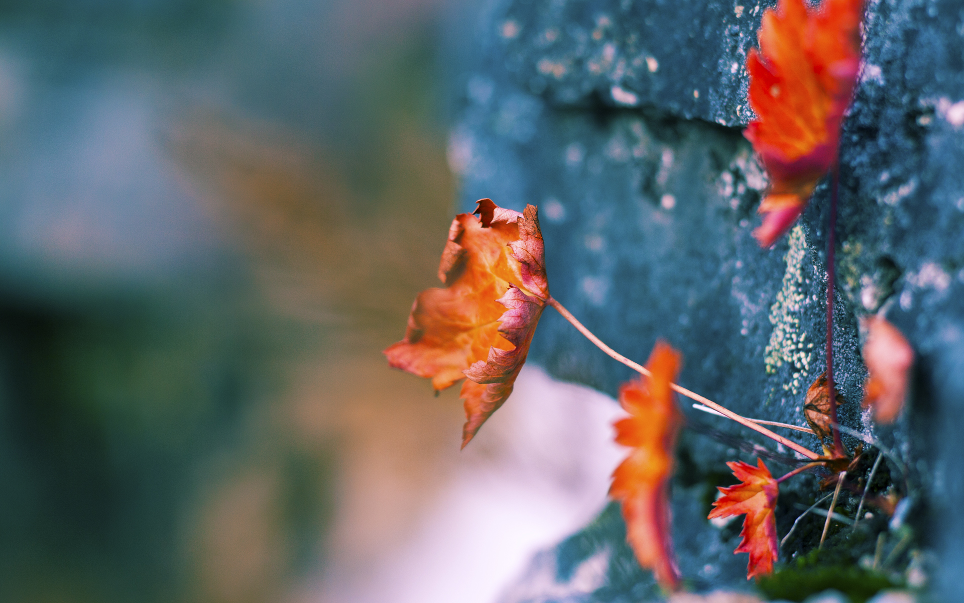 后卫挡拆后的节奏延伸战术选项,节奏型后卫