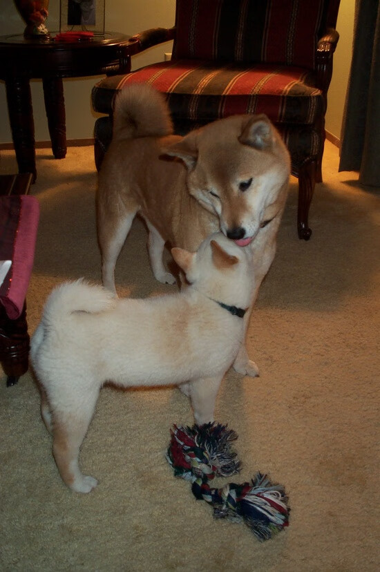 美国队在国际乒联混合团体世界杯中的关键战役与胜利,乒乓球 美国队