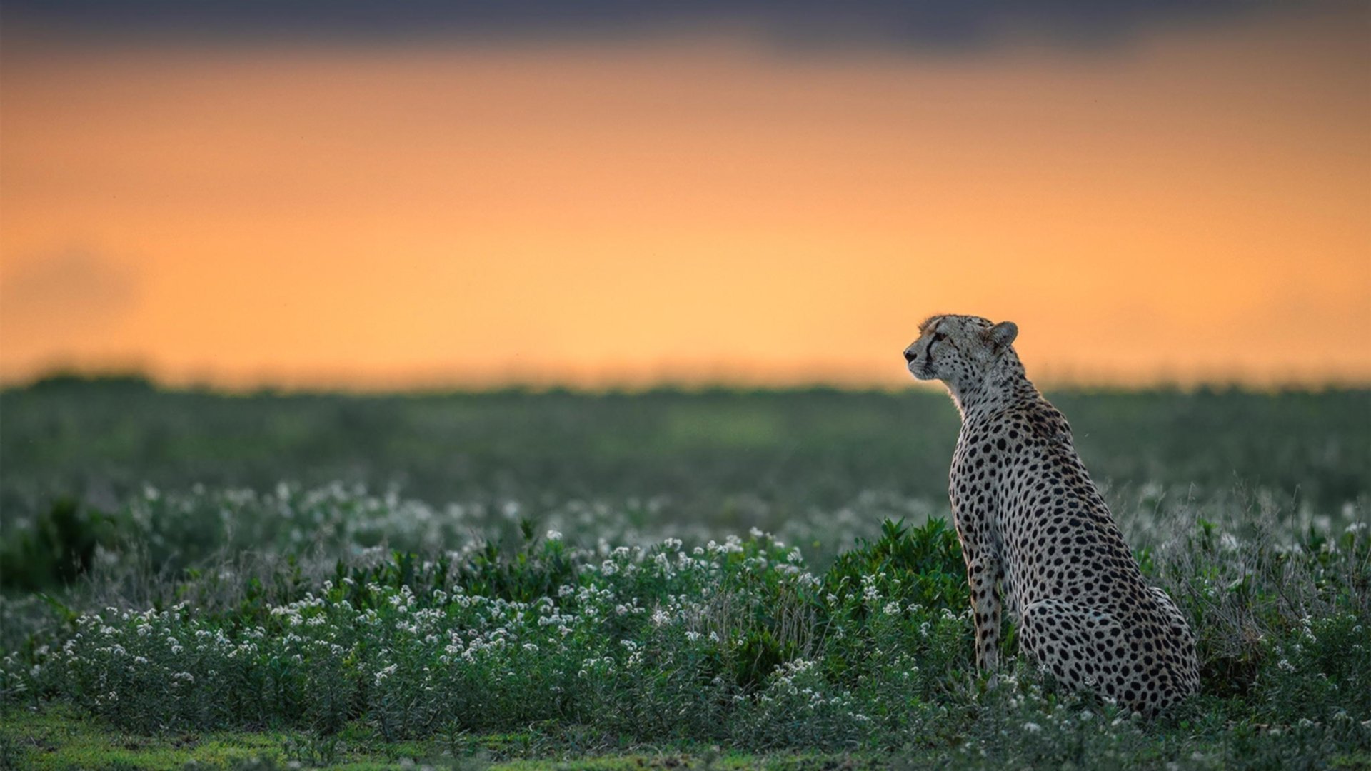 都灵中前场多点联动提升进攻效率,都灵队前锋