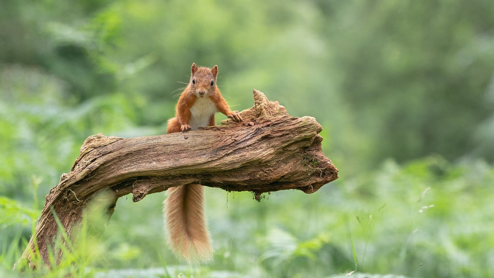 中甲俱乐部搭建线上球迷社群增强支持互动感,足球联赛交流群