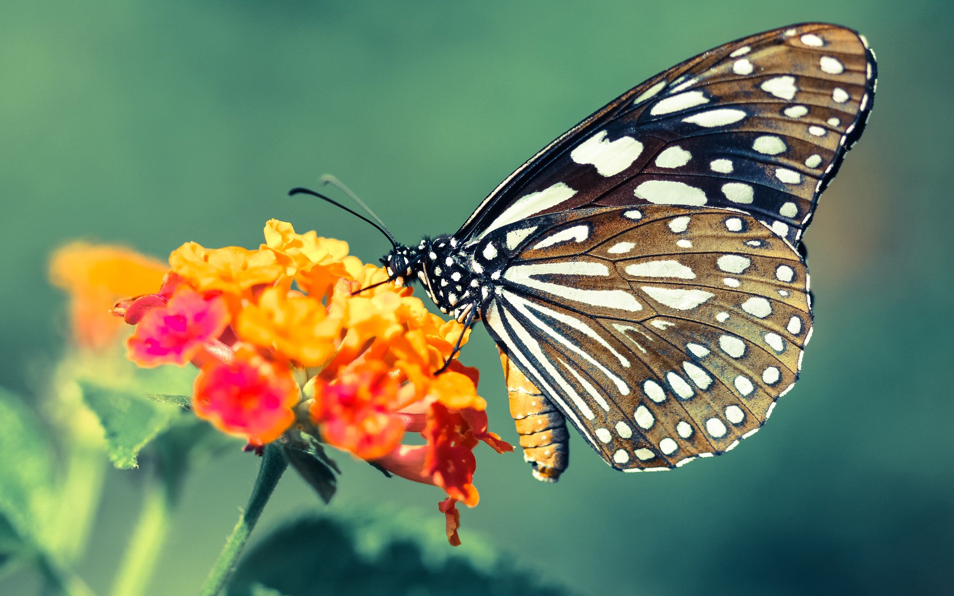 哈斯克决赛表现引发热议,哈克斯是哪里的