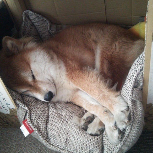 国家队组建专项团队处理比赛突发应变流程