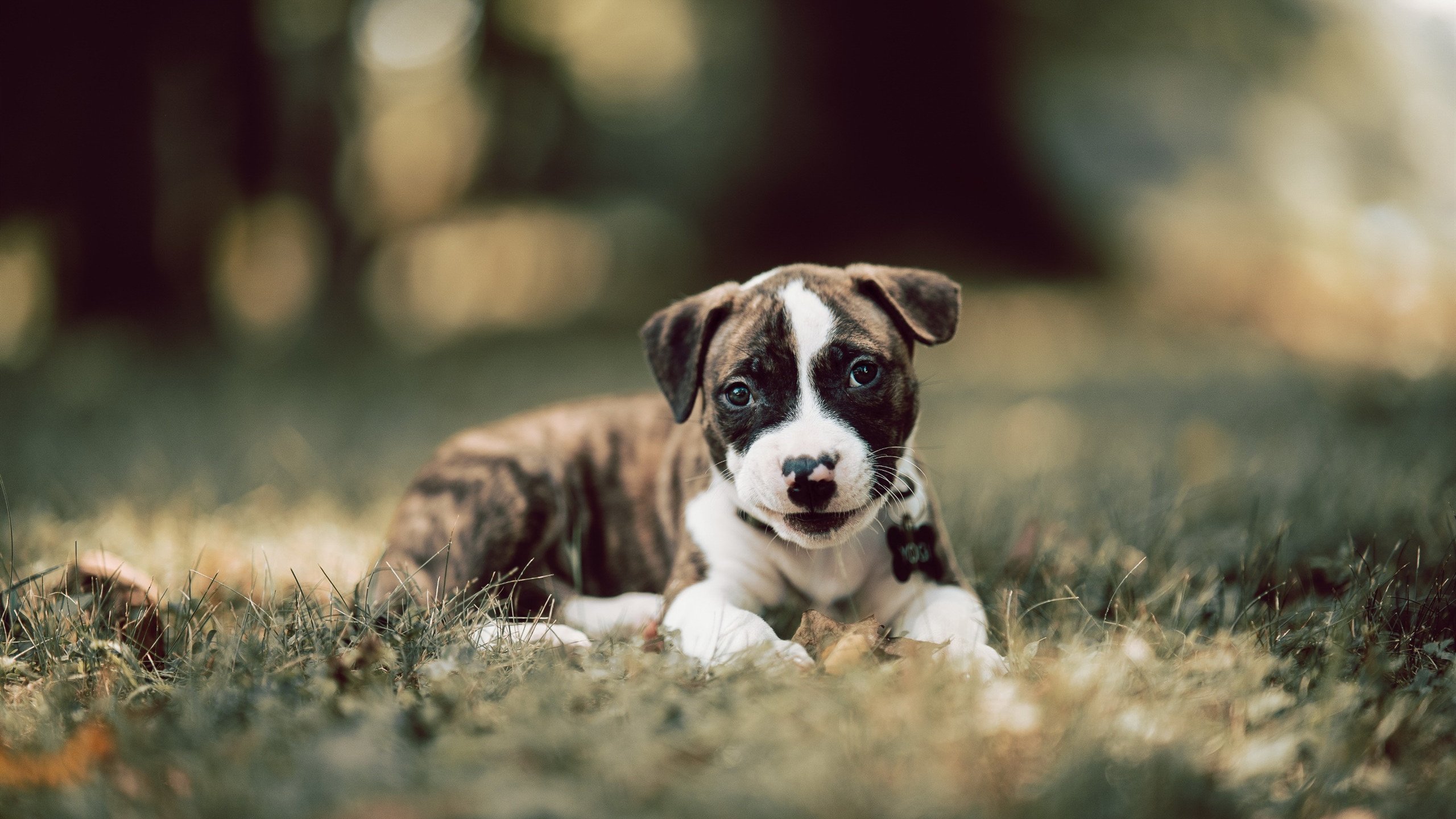 浙江稠州登顶积分榜CBA季后赛，浙江稠州队cba球员名单