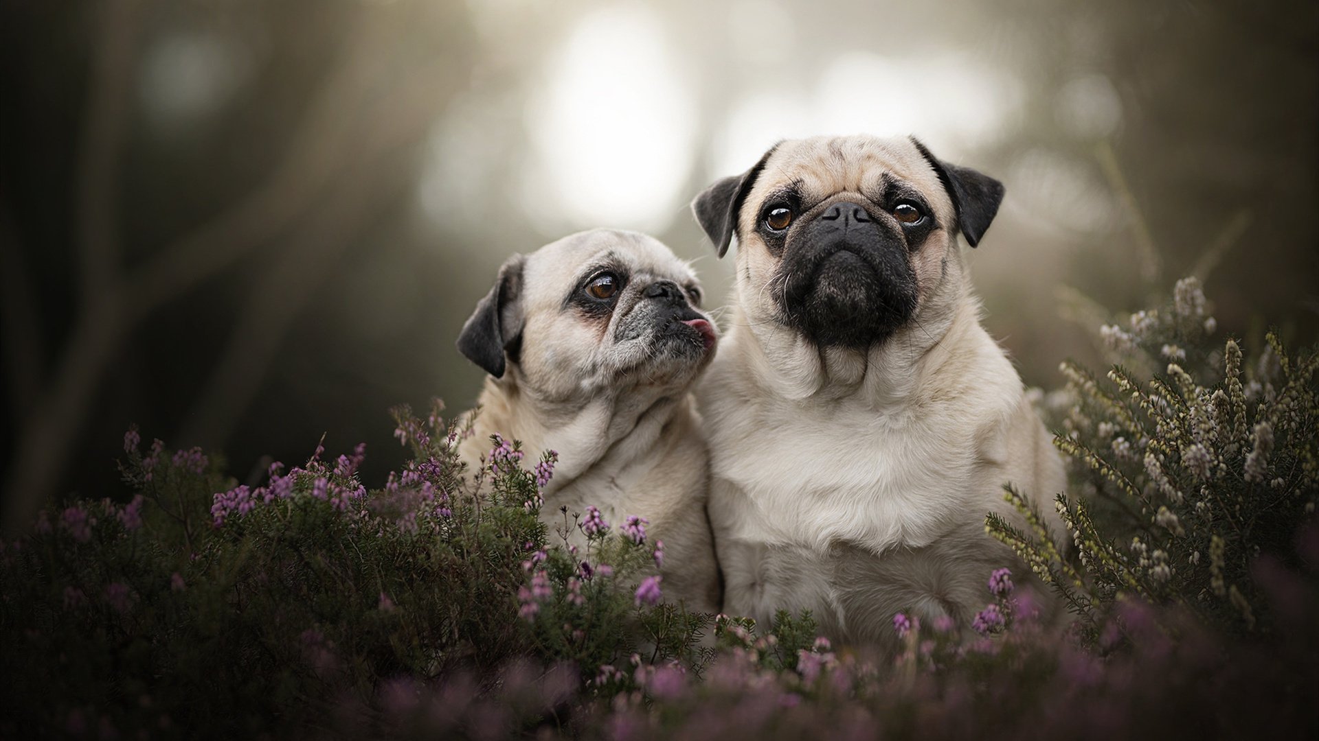 澳大利亚袋鼠队通过稳健防守策划快速反击,澳大利亚袋鼠比赛