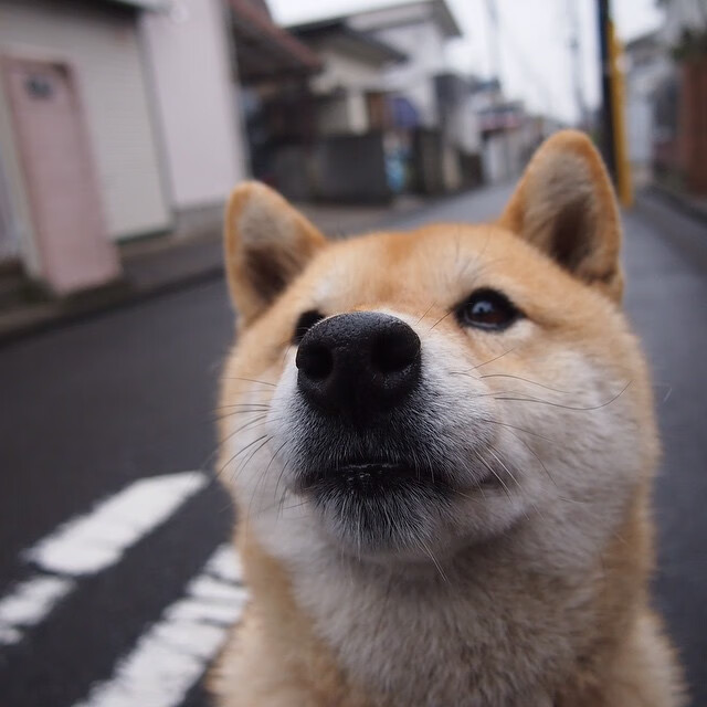蝶泳初赛突尼斯新秀表现不俗，最新蝶泳视频