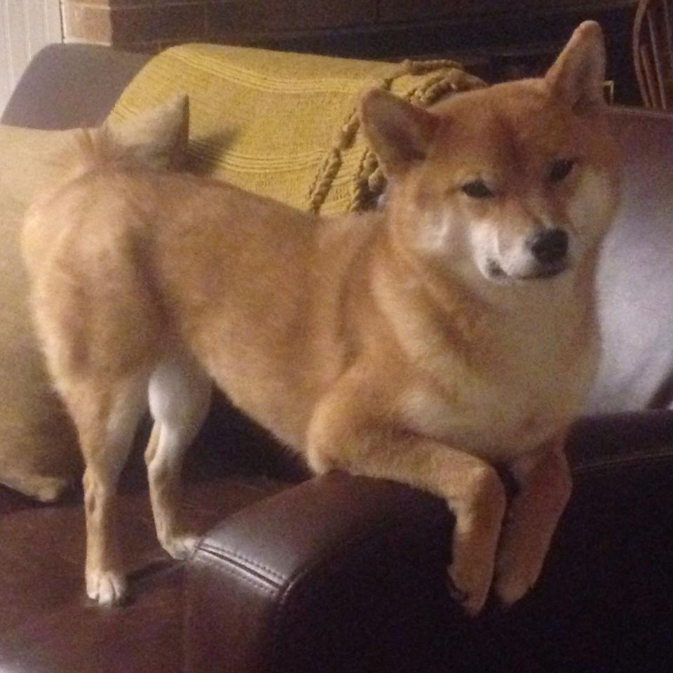 开云体育下载-达米恩·麦肯齐：全黑队的进攻大师，巧妙的传球和突破让对方防不胜防