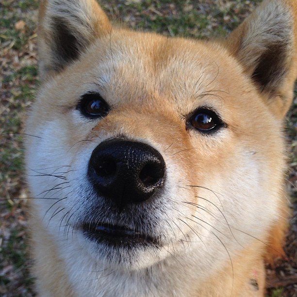 阿森纳青训持续发力，未来明星逐步成长