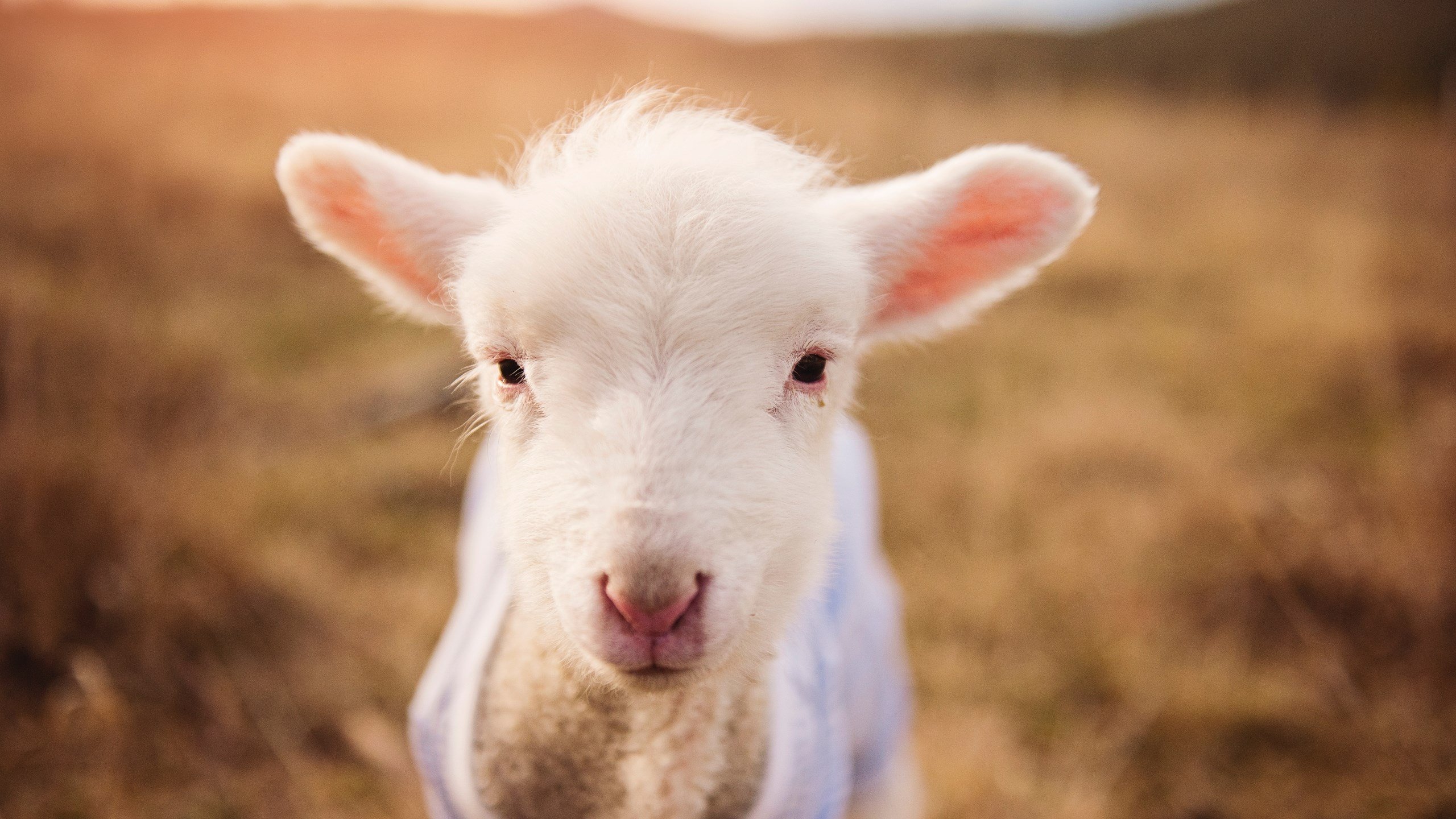 开云体育链接-马达加斯加男篮在非洲锦标赛中表现亮眼，体育振兴步伐加快，马达加斯加国家男子足球队