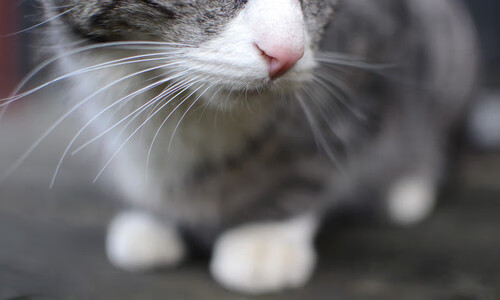 中超联赛赛事组织流程优化方案,中超联赛采用什么赛制