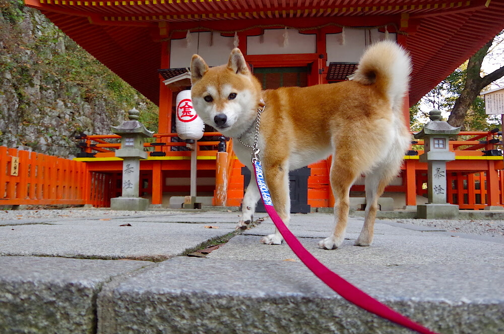健身步道网络建设计划覆盖更多城乡区域，健身步道建设项目